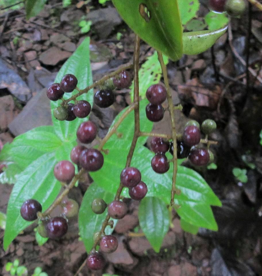 Embelia ribes-1.jpg Embelia ribes-1.jpg